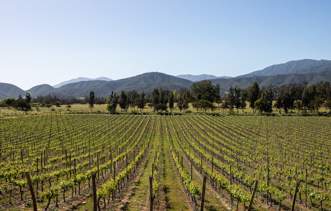 Vinícolas do Vale de Casablanca / Maipo