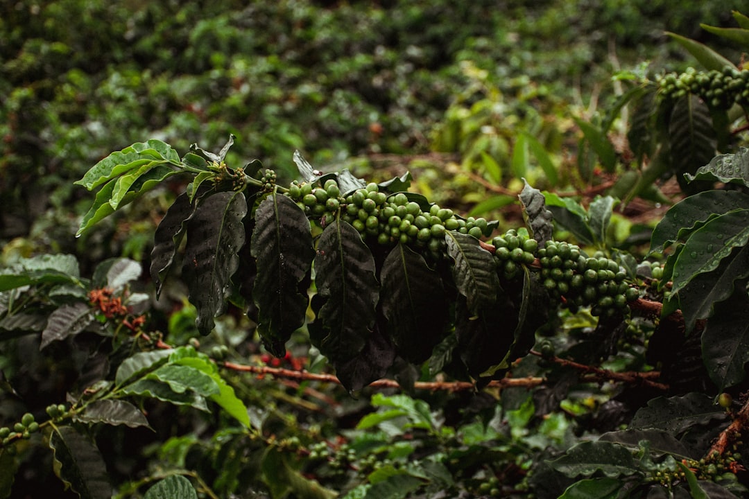 Eixo Cafeteiro · Salento e Manizales
