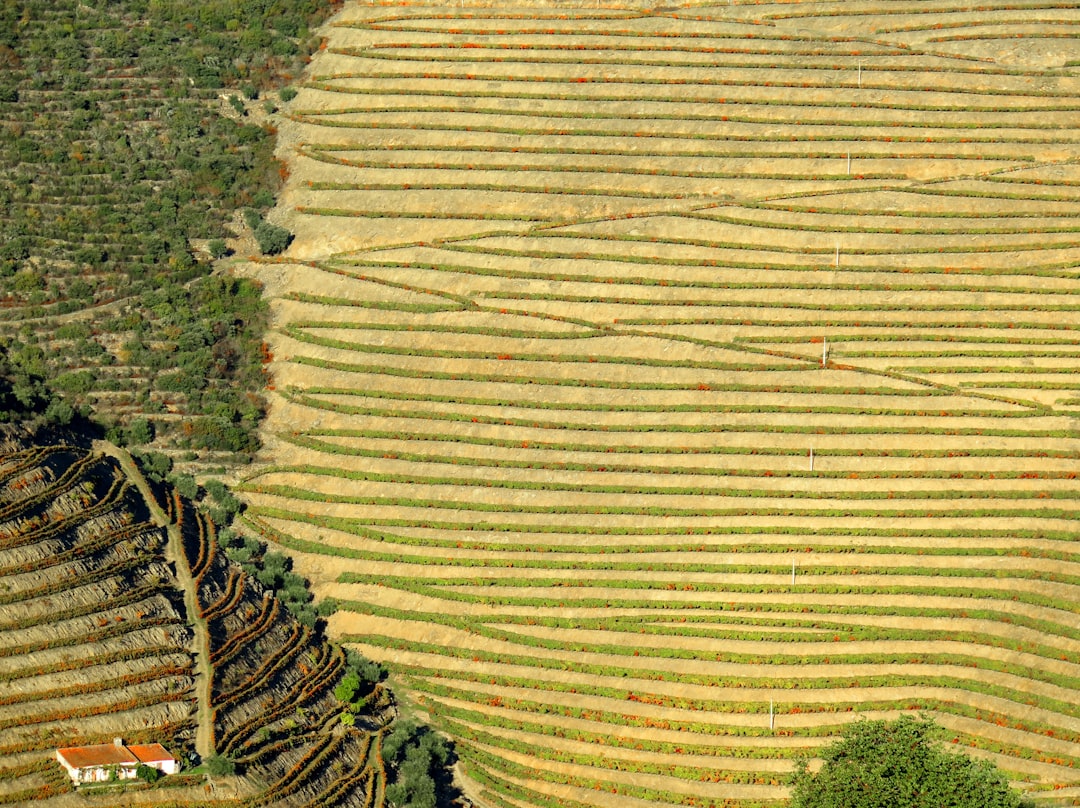 Vale do Douro · vindima
